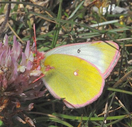 Consultazione  Colias palaeno e C. phicomone