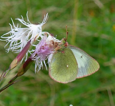 Consultazione  Colias palaeno e C. phicomone