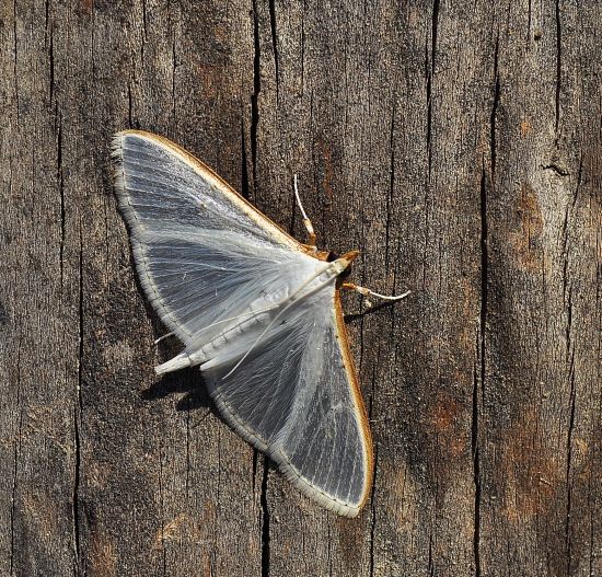 Magro bottino - Palpita vitrealis e Epirrita sp.