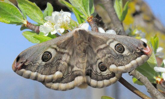 Saturniidae di Pogno