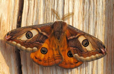 Saturniidae di Pogno