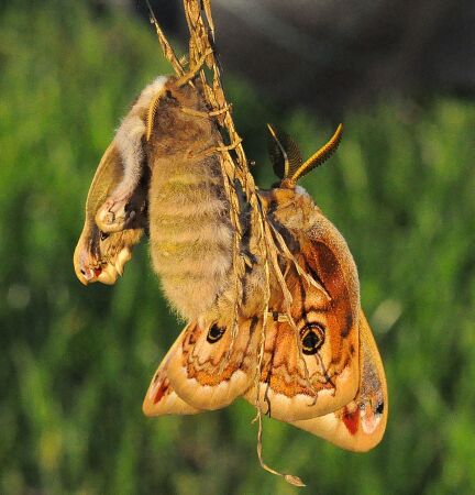 Saturniidae di Pogno