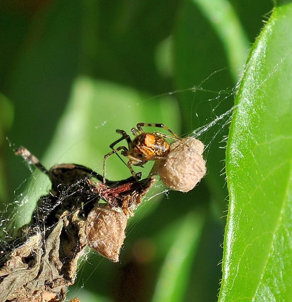 Parasteatoda lunata - Pogno (NO)