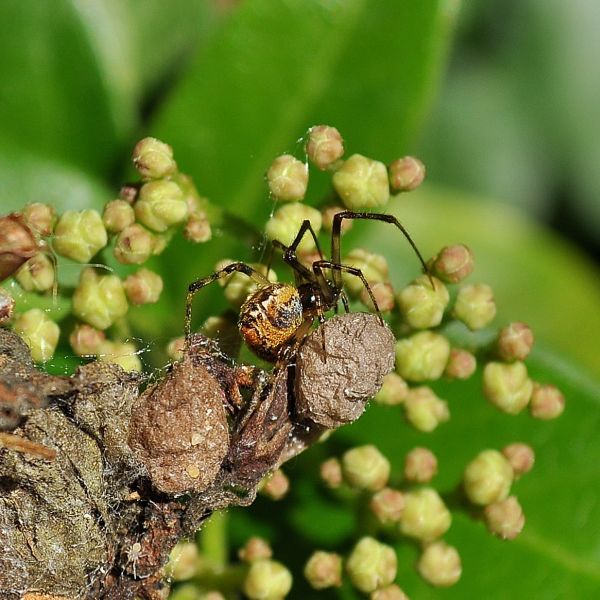 Parasteatoda lunata - Pogno (NO)