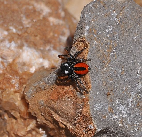 Philaeus chrysops - Isola di Rodi