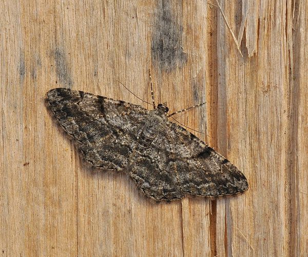 aiuto id - Peribatodes rhomboidaria, Geometridae