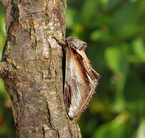 Pheosia gnoma