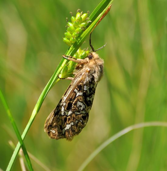 Pharmacis claudiae direi