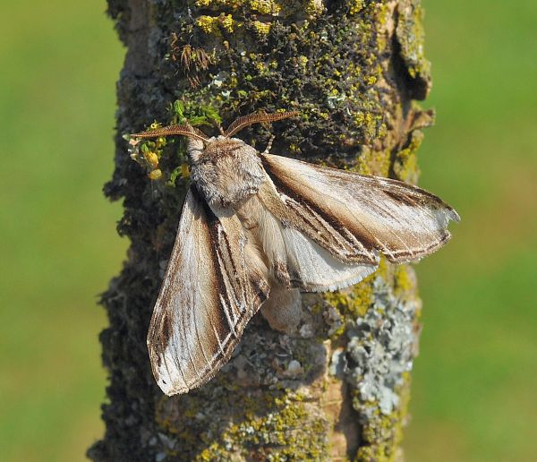 Pheosia tremula