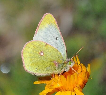 Consultazione  Colias palaeno e C. phicomone