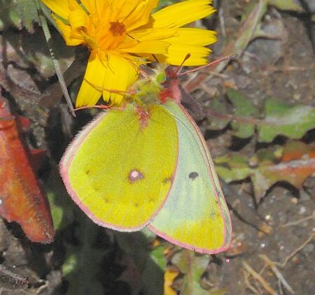 Consultazione  Colias palaeno e C. phicomone