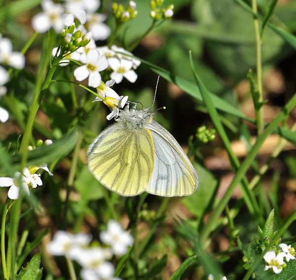 sono gi fuori!! - Zerynthia polyxena (e Pieris napi)