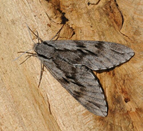 Sphingidae di Pogno