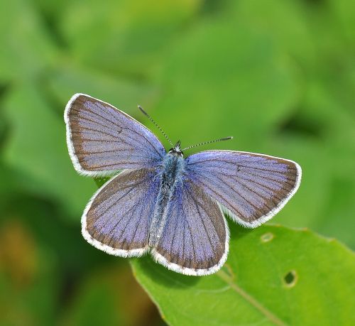 Plebejus argus ?