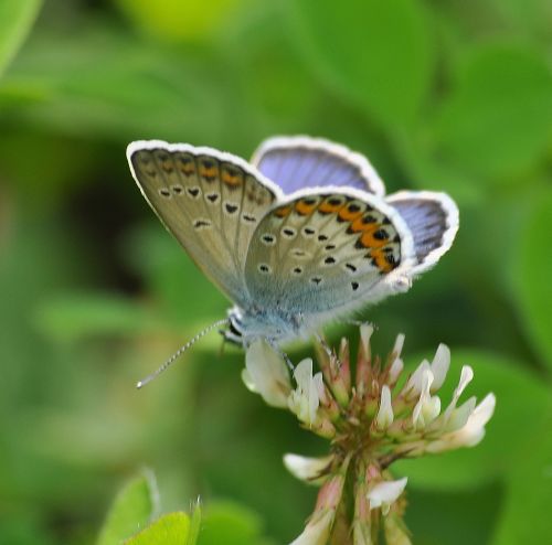 Plebejus argus ?