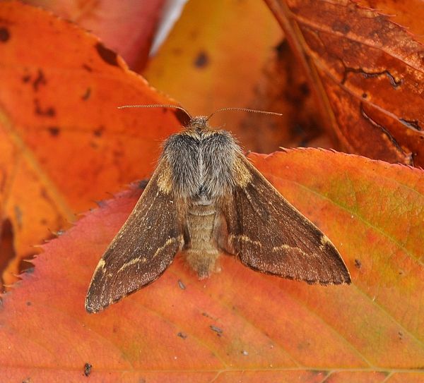 le quasi ultime. Palpita vitrealis e Poecilocampa populi