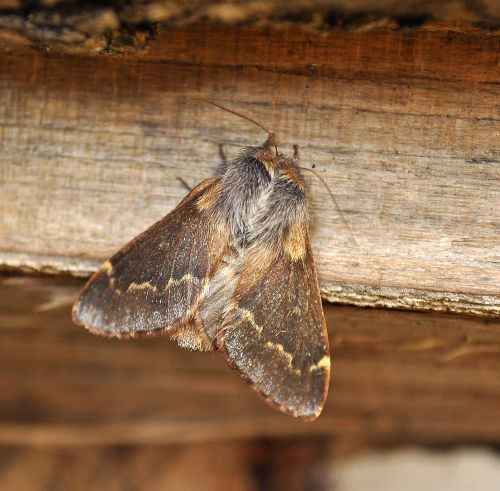 le quasi ultime. Palpita vitrealis e Poecilocampa populi