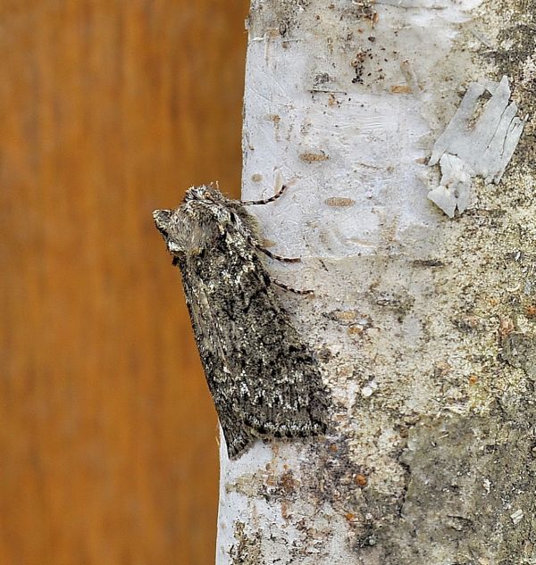 Achlya flavicornis e Polyploca ridens