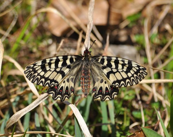 sono gi fuori!! - Zerynthia polyxena (e Pieris napi)