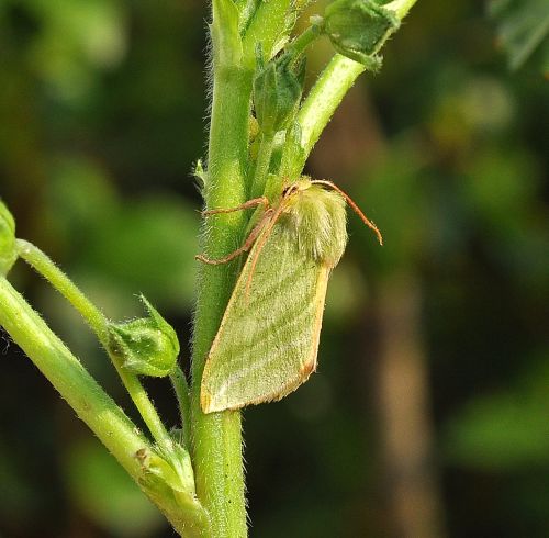 Ieri notte - Drymonia dodonea e Pseudoips prasinana