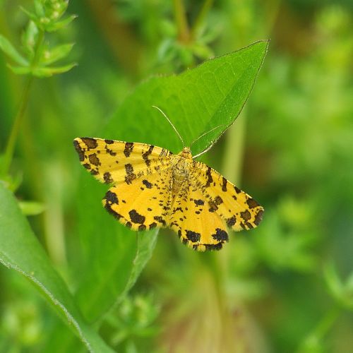 Bella e inconfondibile: Pseudopanthera macularla