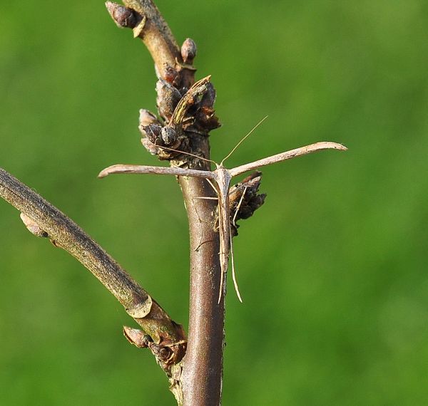 Conistra rubiginosa e un pteroforus