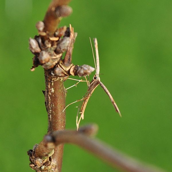 Conistra rubiginosa e un pteroforus