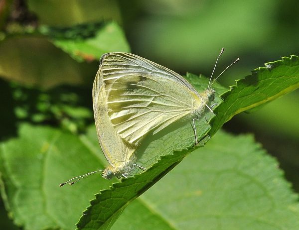 Pieris rapae? Pieris sp.