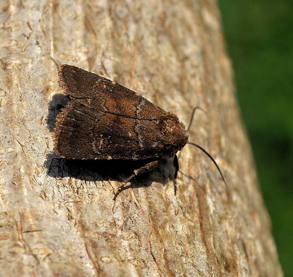 Rusina ferruginea ?