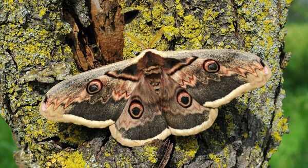 Saturniidae di Pogno