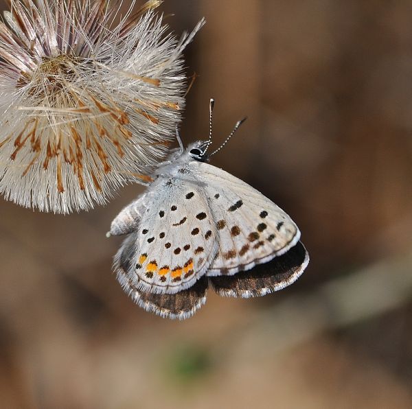 Scolitantides vicrama schiffermuelleri