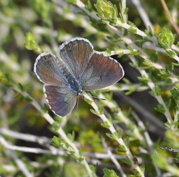 Scolitantides vicrama schiffermuelleri