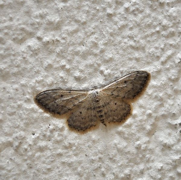 aiuto id geometride - Idaea seriata