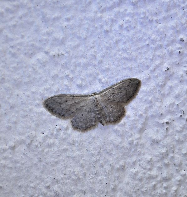 aiuto id geometride - Idaea seriata