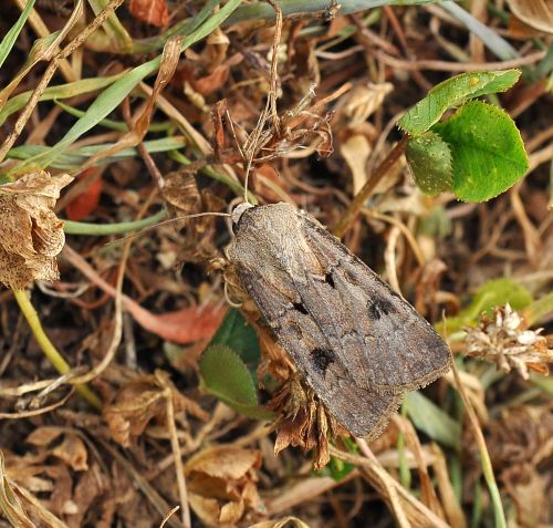 Agrotis segetum ? No,  Agrotis exclamationis