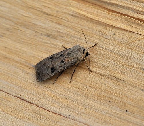 Agrotis segetum ? No,  Agrotis exclamationis