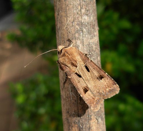 Agrotis segetum ? No,  Agrotis exclamationis