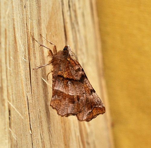 Selenia dentaria - Geometridae