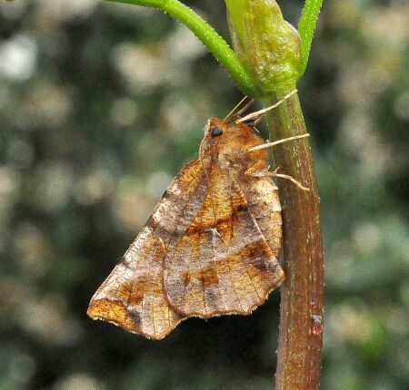 Selenia dentaria  ?