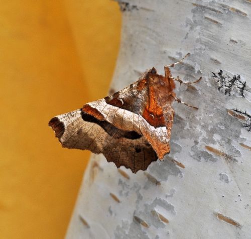 Selenia tetralunaria, Geometridae