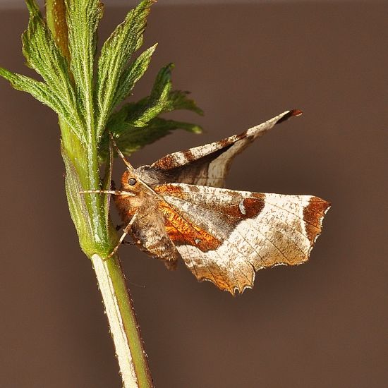 Selenia tetralunaria