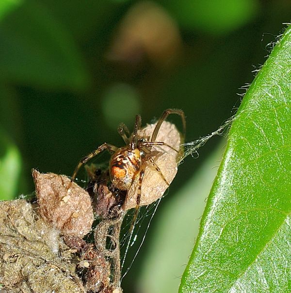 Parasteatoda lunata - Pogno (NO)