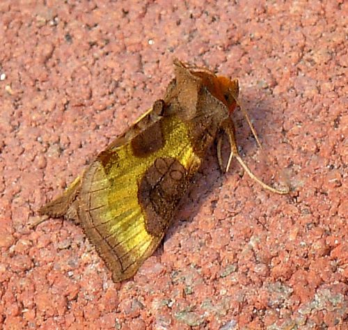 Due principesse, due interrogativi: Autographa bractea e Diachrysia cfr. stenochrysis