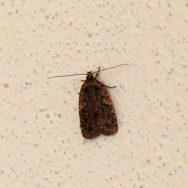 Agonopterix cfr. heracliana e Hypsopygia costalis