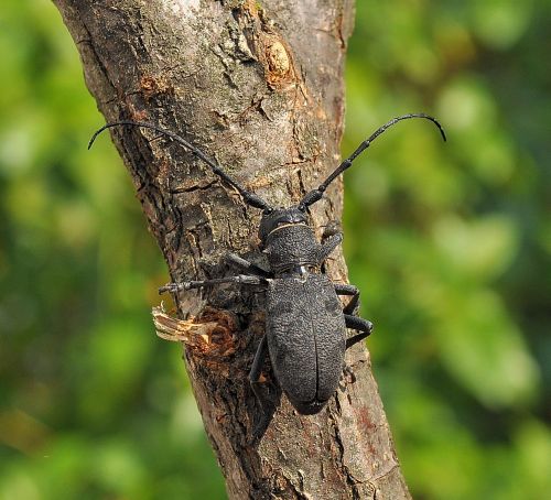 Morimus asper, Cerambycidae