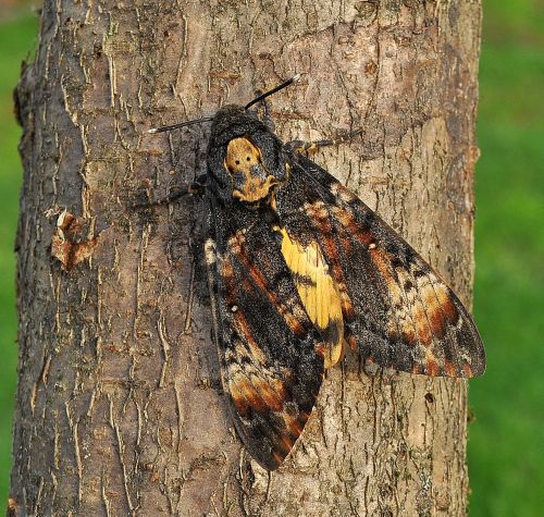 Il re dei sphingidi - Acherontia atropos