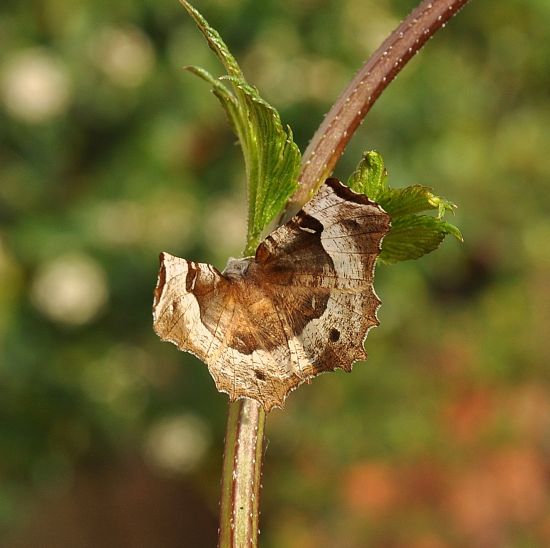 Selenia tetralunaria