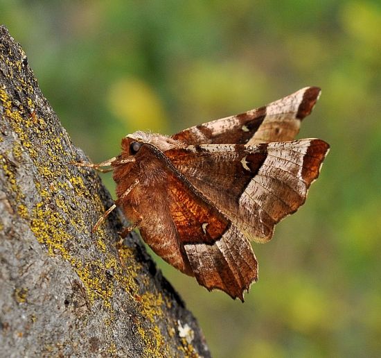 Selenia tetralunaria fresca fresca