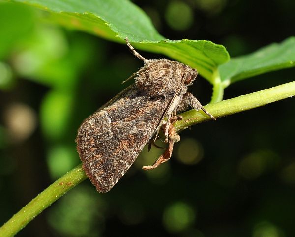 Lavorare conviene - Thalpophila matura, Noctuidae