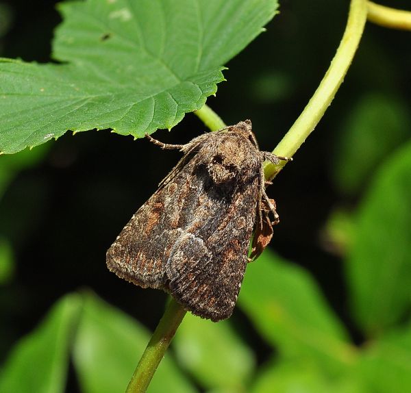 Lavorare conviene - Thalpophila matura, Noctuidae